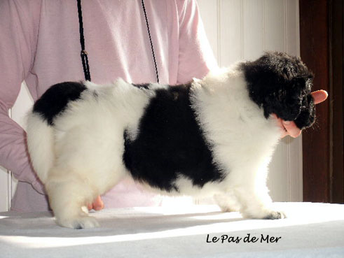 chiot femelle Terre Neuve blanc et noir de l'Elevage du Pas de Mer 