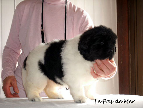 chiot femelle Terre Neuve blanc et noir de l'Elevage du Pas de Mer 