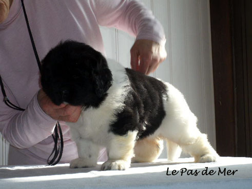 chiot femelle Terre Neuve blanc et noir de l'Elevage du Pas de Mer 