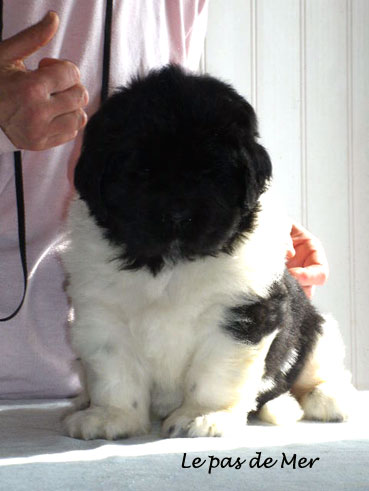 chiot femelle Terre Neuve blanc et noir de l'Elevage du Pas de Mer 