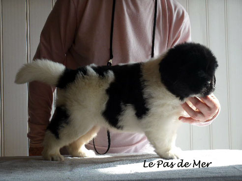 chiot femelle Terre Neuve blanc et noir de l'Elevage du Pas de Mer