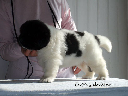 chiot femelle Terre Neuve blanc et noir de l'Elevage du Pas de Mer