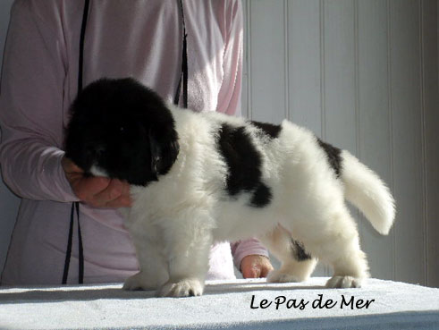 chiot femelle Terre Neuve blanc et noir de l'Elevage du Pas de Mer