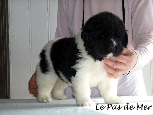 chiot terre neuve blanc et noir de l'ELevage du Pas de Mer 