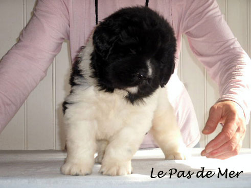 chiot terre neuve blanc et noir de l'ELevage du Pas de Mer