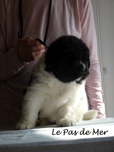 chiot terre neuve blanc et noir de l'ELevage du Pas de Mer