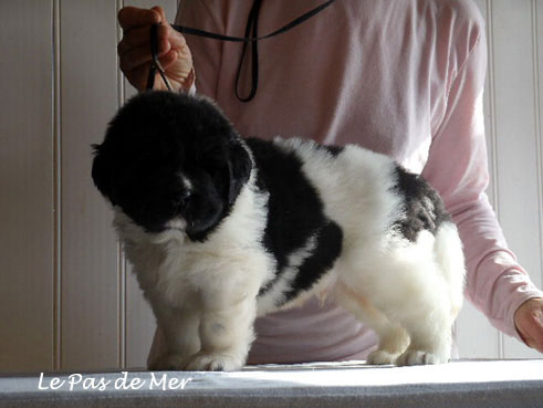 chiot terre neuve blanc et noir de l'ELevage du Pas de Mer