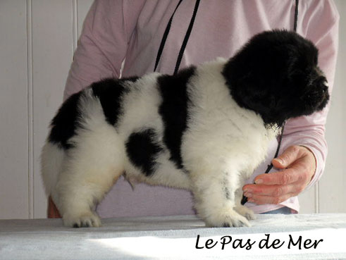 MALE # 1 - Disponible